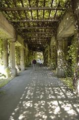 Pergola in a garden