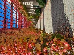 Wrocław Pergola in autumn