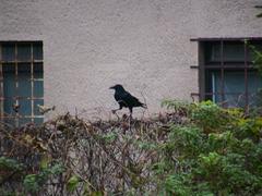 Carrion crow on Špilberk