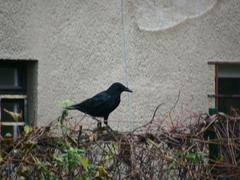 Corvus corone captured on Špilberk