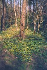 Natura 2000 protected area landscape