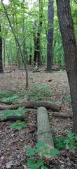 Las Bielański nature reserve from Podleśna Street in Warsaw