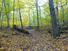 Las Bielański forest in Warsaw