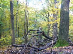 Las Bielański Forest in Warsaw