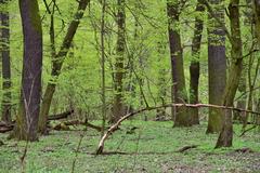 Lowland forest in Las Bielański Nature Reserve