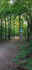 View of the Bielański Forest Nature Reserve from Podleśna Street, Warsaw