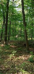 Bielański Forest Nature Reserve from Podleśna Street, Warsaw