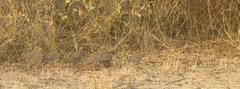 Flock of Rock Bush Quails in Rajkot