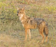 Golden Jackal in natural habitat