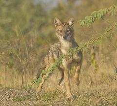 golden jackal male at Rajkot