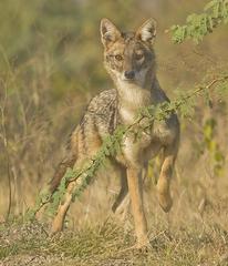 Adult male Golden Jackal in Rajkot