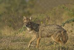 Golden Jackal at Rajkot