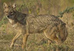 Golden Jackal in its natural habitat