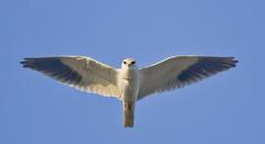 Black-winged Kite hovering in the sky