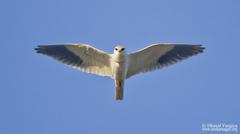 Black-winged Kite perched in Rajkot