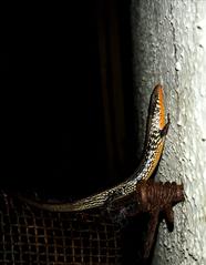 Eutropis cf macularia in Junagadh, Gujarat