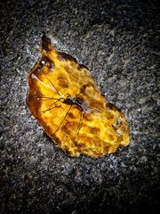 mosquito fossil in amber at Jurassic World, Universal Studios Singapore