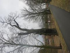 Bílá Hora oak tree near Bolevecký pond