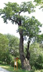 Dub u Velkého rybníka, 400-year-old oak tree by Velký Bolevecký Rybnīk in Plzeň