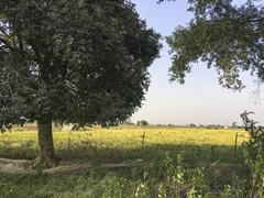 Paddy field with barbed wire fence in Bundelkhand