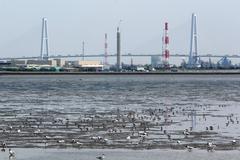 Meiko-Chuo Bridge from Fujimae-higata