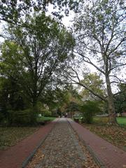 Tall trees and grass surrounding a brick walkway with cobblestone in the middle