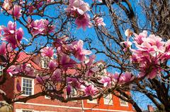 close up view of pink and white magnolia blooms against a blue sky