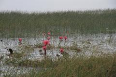 pink water lilies floating on a lake in Deoghar