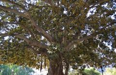 Branches of the ficus tree in Glorieta de Valencia