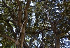 branches of ficus tree in Glorieta Gardens, Valencia