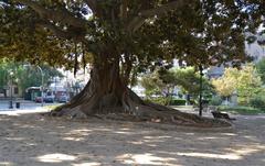 Ficus tree at Glorieta Gardens in Valencia