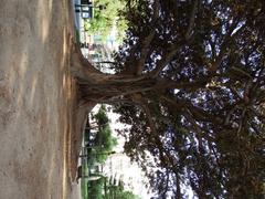 Jardines de la Glorieta‎ in Valencia