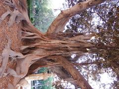 Jardines de la Glorieta garden in Valencia