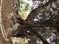 Ficus macrophylla tree in Jardins de la Glorieta, València