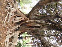 Ficus macrophylla in Jardins de la Glorieta, Valencia