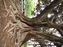 large ficus macrophylla tree in Jardins de la Glorieta, Valencia