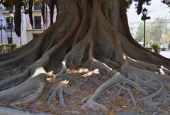 roots of the ficus tree in the Glorieta Gardens of Valencia