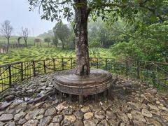 Tree at Eravikulam National Park