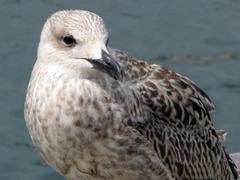 Seagull at Port Vell in Barcelona