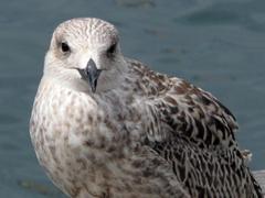 Seagull at Port Vell in Barcelona