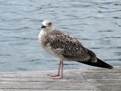 Seagull at Port Vell in Barcelona