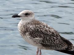 Seagull at Port Vell in Barcelona