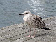 Gull at Port Vell in Barcelona