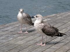 Seagull perched at Port Vell in Barcelona