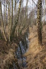 self-grown birch forest on Amager Fælled