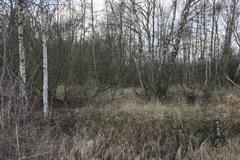 Self-grown birch forest on Amager Fælled