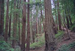 Muir Woods forest trail