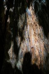 Abstract view of Redwood tree in John Muir's woods, June 2023