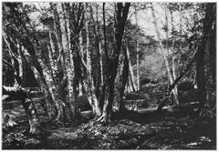 Red alder trees in a coastal swamp