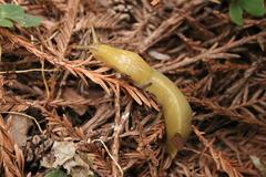 Banana Slug in Muir Woods